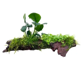 Anubias, Moss & Tripartita on Driftwood XL - Floating