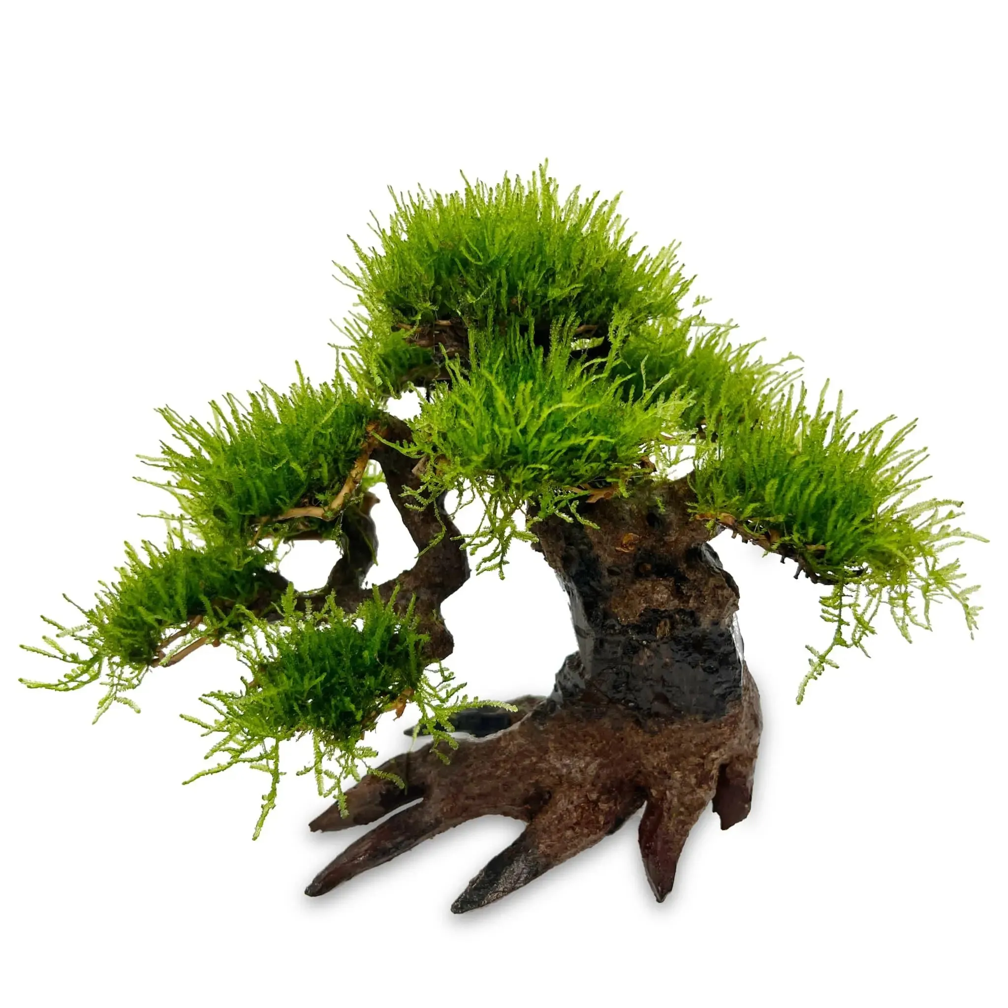 Bonsai Tree with Moss - Large Size