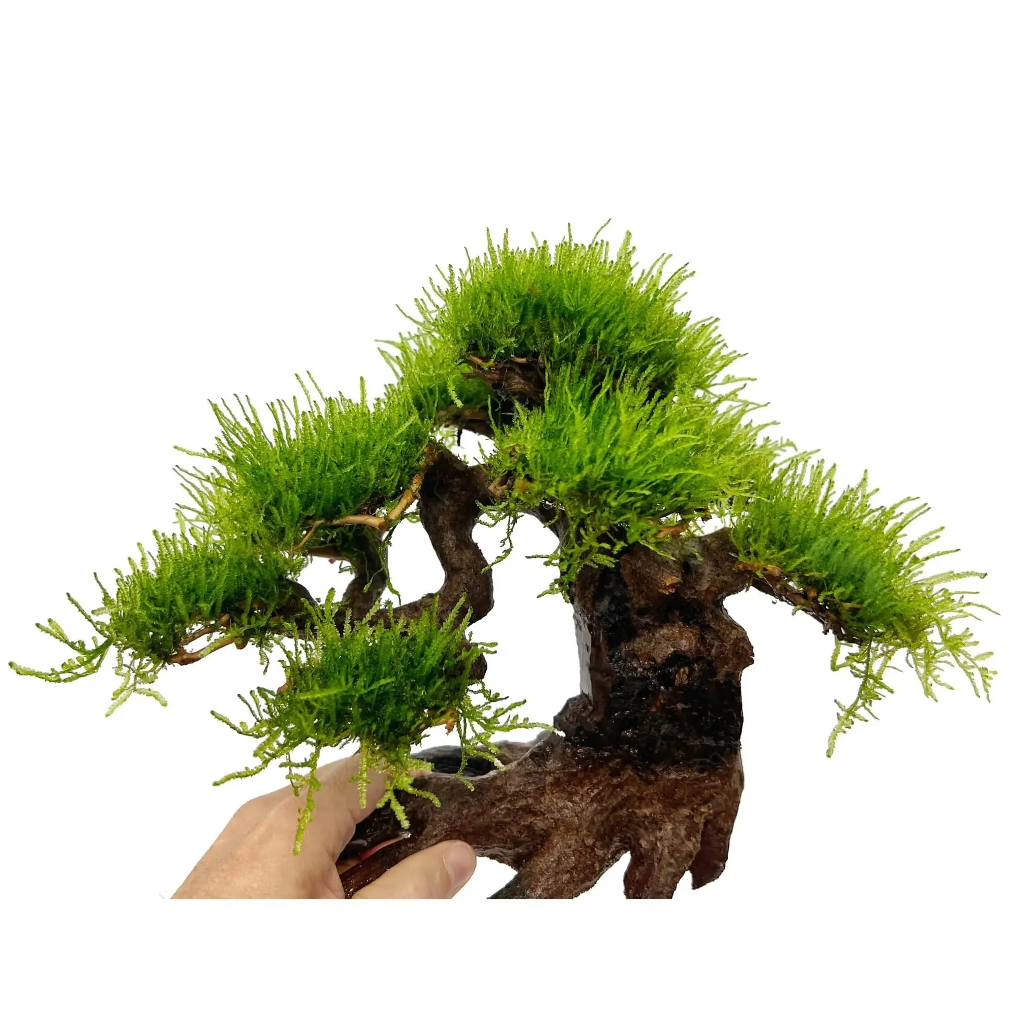 Bonsai Tree with Moss - Large Size