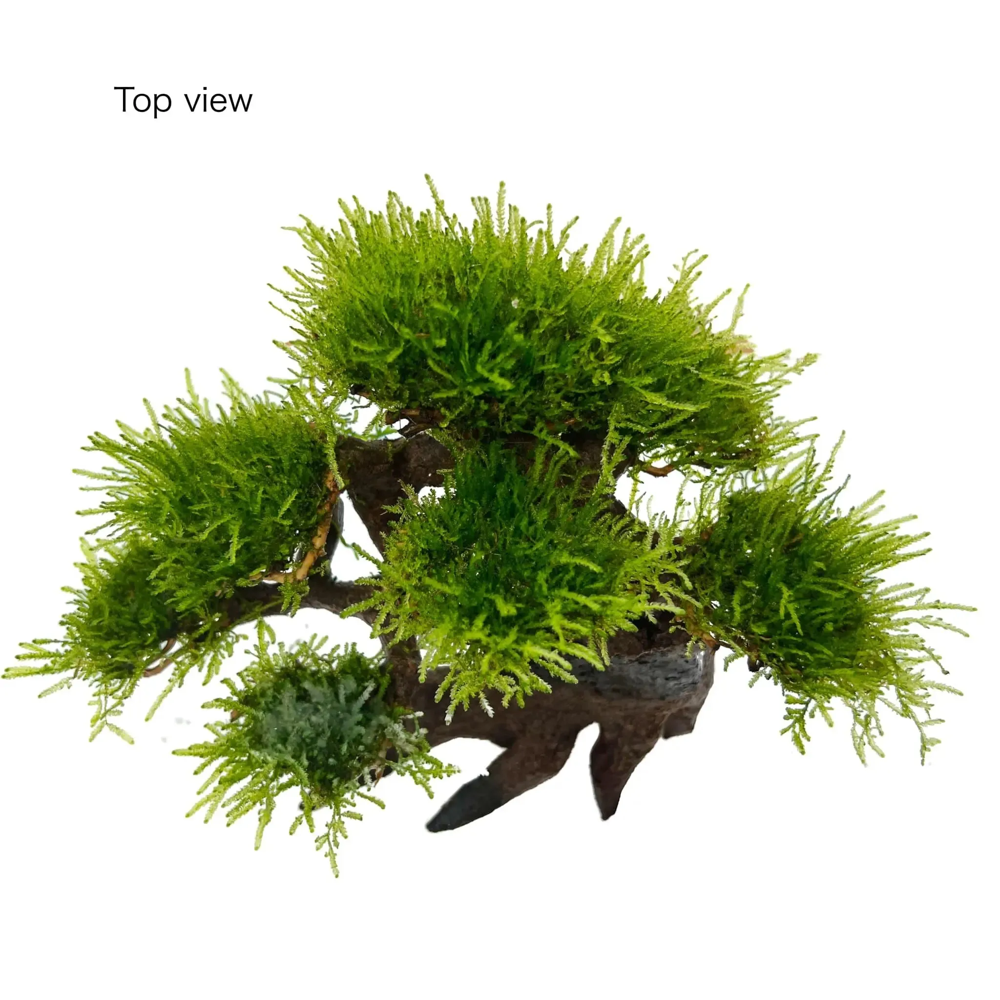 Bonsai Tree with Moss - Large Size