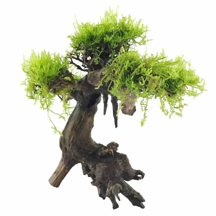 Bonsai Tree with Moss - Small Size