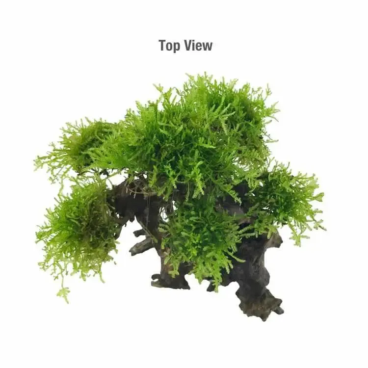 Bonsai Tree with Moss - Small Size