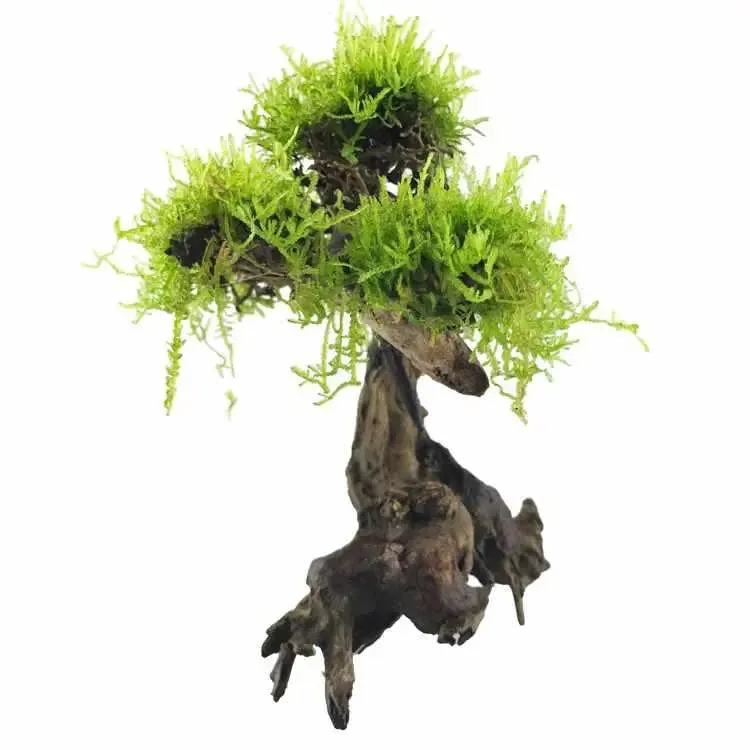 Bonsai Tree with Moss - Small Size