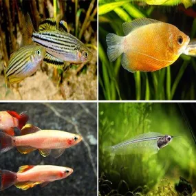 Bundle 16 Gourami, Minnow, Catfish, Tetra, Molly & Angelfish