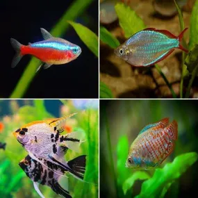 Bundle 3 - Includes Tetra, Rainbows, Angelfish and Gourami