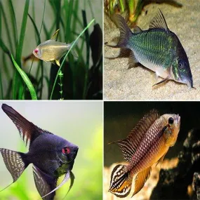 Bundle 4 Tetra, Corydoras, Angelfish & Apistogramma agassizi