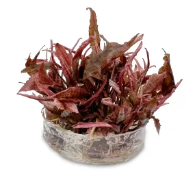 Cryptocoryne sp Flamingo In Vitro