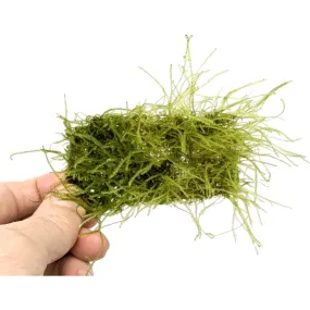 Java moss Scapers Pad - Medium (9x4.5cm)