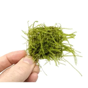 Java Moss Scapers Pad - Small (4.5x4.5cm)