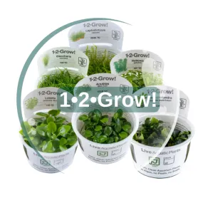 Tissue Culture Mixed Box of Aquarium Plants